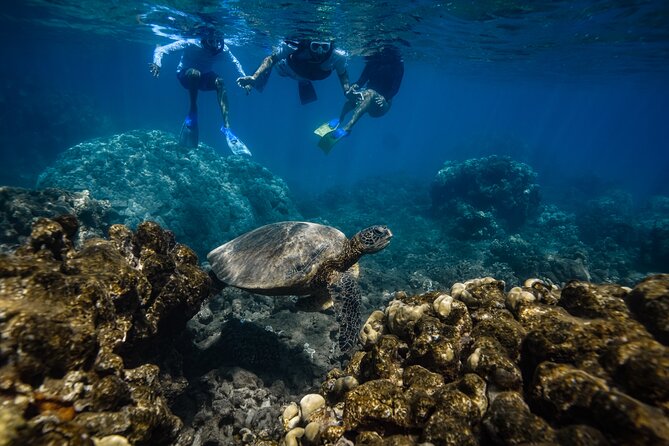 Maui: Turtle Town Snorkel with Photo and Video - Photos and raw video: the value you get without asking