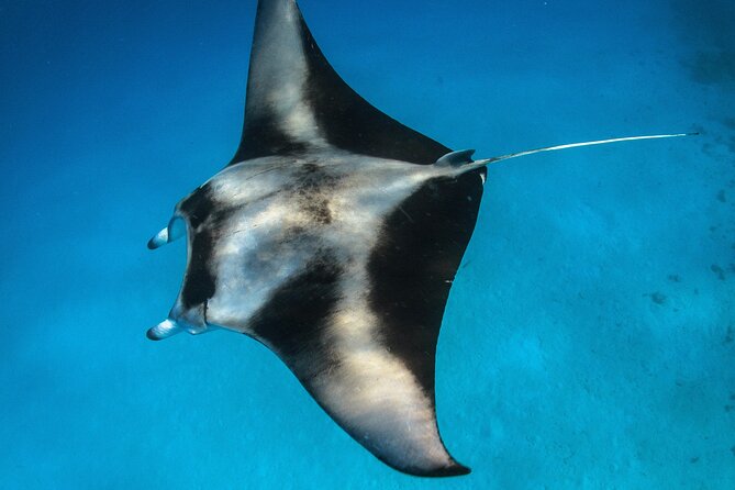 Maui: Turtle Town Snorkel with Photo and Video - Who should book, and who should pass on this one