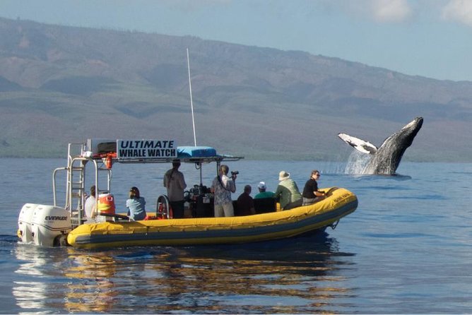 Maui: Ultimate Whale Watch from Lahaina - Key Things I’d Focus on Before You Go