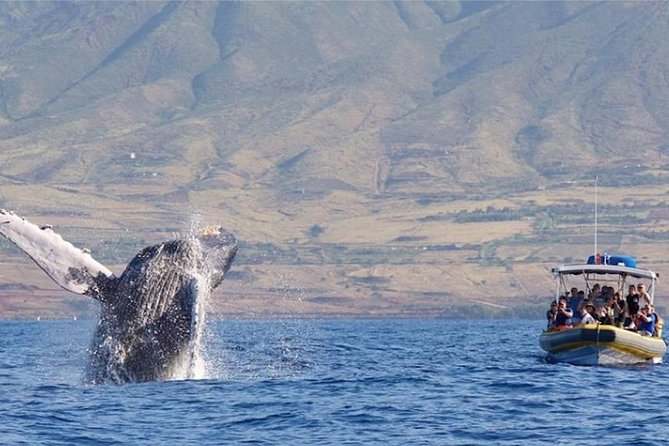 Maui: Ultimate Whale Watch from Lahaina - Why This Lahaina Whale Watch Feels So Close to the Action