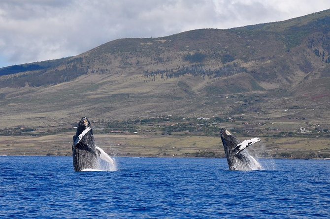 Maui: Ultimate Whale Watch from Lahaina - Time on the Water: What You’re Likely to Spot