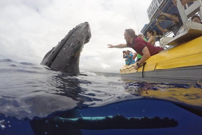 Maui: Ultimate Whale Watch from Lahaina - The 1.5 to 2 Hour Window and Why It Works