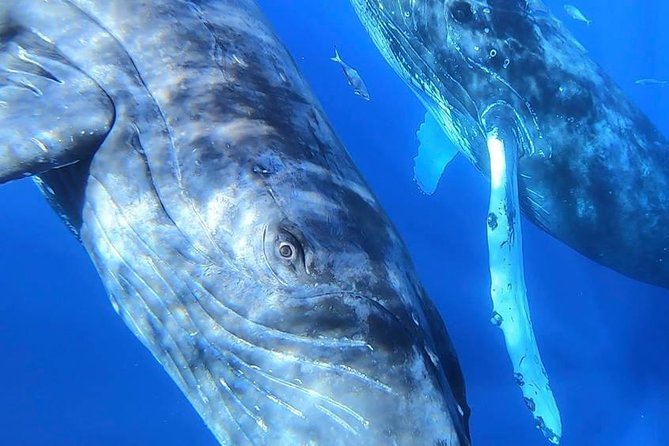 Maui: Ultimate Whale Watch from Lahaina - Crew Energy, Marine Pros, and Respectful Distance