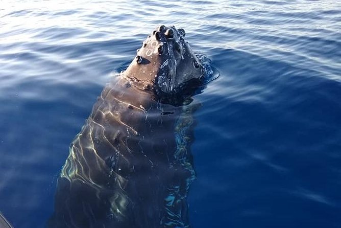Maui: Ultimate Whale Watch from Lahaina - Water and Comfort: What the Eco-Friendly Policy Changes