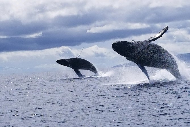Maui: Ultimate Whale Watch from Lahaina - Possible Tradeoffs You Should Know About