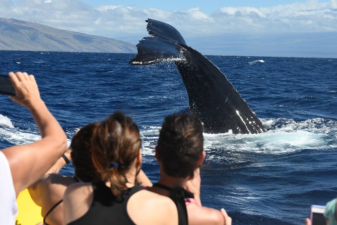 Maui: Ultimate Whale Watch from Lahaina - Is $77 Good Value for Maui Whale Watching?