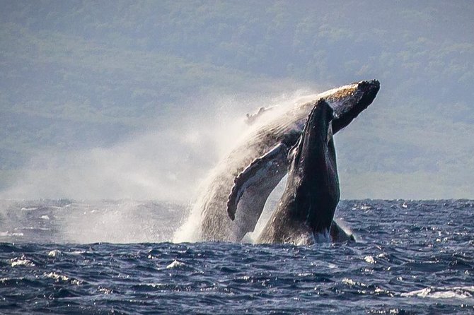 Maui: Whale Watching Cruise with Open Bar from Ka'anapali Beach - Quick hits on Sea Maui from Kaanapali