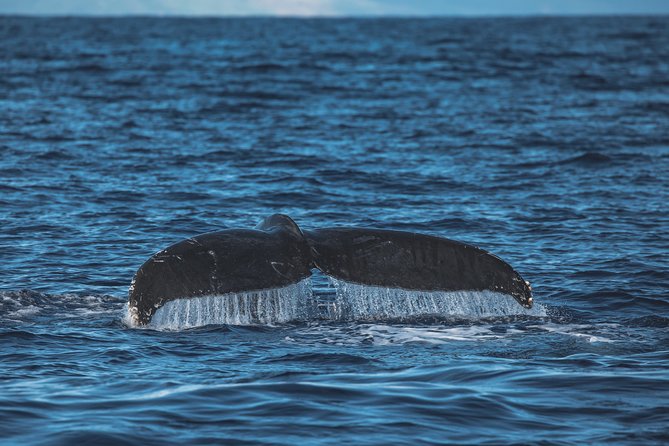 Maui: Whale Watching Cruise with Open Bar from Ka'anapali Beach - The open bar, snacks, and the vibe on the water