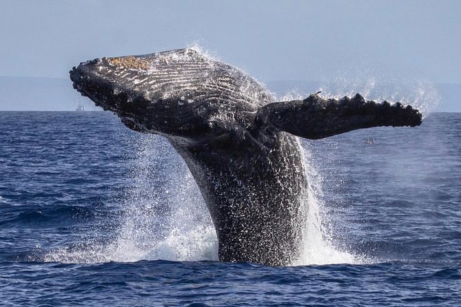 Maui: Whale Watching Cruise with Open Bar from Ka'anapali Beach - Meeting at Ka’anapali Beach Walk, and why location matters