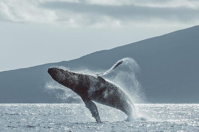 Maui: Whale Watching Cruise with Open Bar from Ka'anapali Beach - What you’ll learn from the onboard naturalist