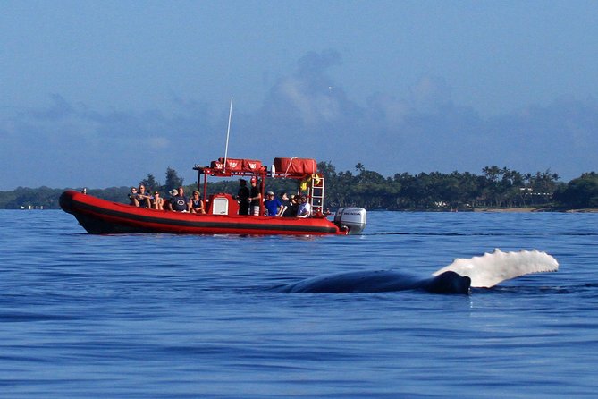 Maui Whale-Watching Tour by Raft from Kihei - First, Know What Kind of Whale Watch This Is From Kihei