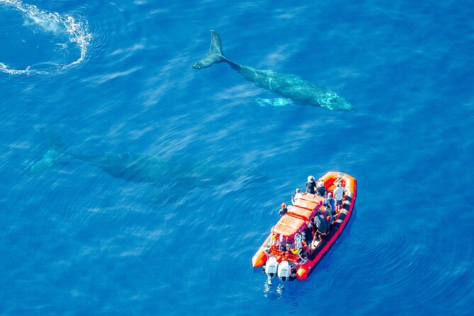 Maui Whale-Watching Tour by Raft from Kihei - Price and Value: What $84.14 Buys You Here