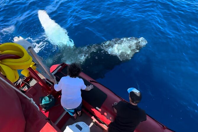 Maui Whale-Watching Tour by Raft from Kihei - The 1 Hour 30 Minute Route: Wailea and Keawakapu Along the Way