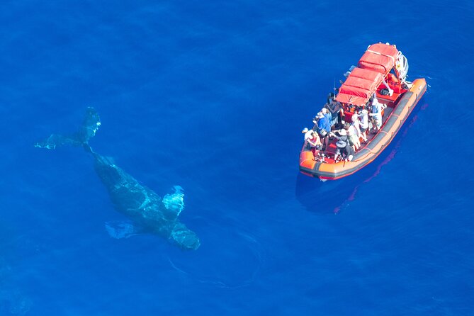 Maui Whale-Watching Tour by Raft from Kihei - On the Water: How the Hydrophone Changes Whale Watching