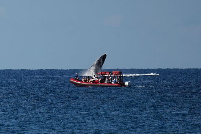 Maui Whale-Watching Tour by Raft from Kihei - Spotting Humpbacks Like a Pro, Without Overthinking It