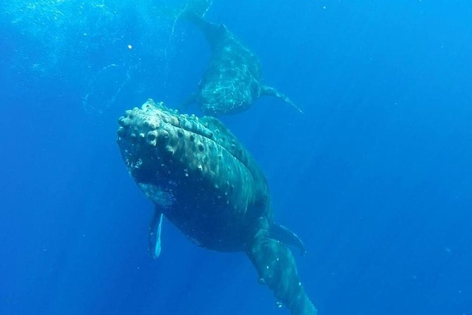 Maui Whale-Watching Tour by Raft from Kihei - Comfort on a Speed Raft: Sunshade, Drinks, and Bumps