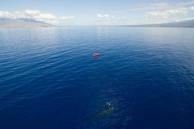 Maui Whale-Watching Tour by Raft from Kihei - Small Group Size Matters More Than You Think