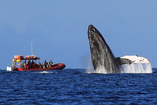 Maui Whale-Watching Tour by Raft from Kihei - What You Learn From the Onboard Marine Naturalist