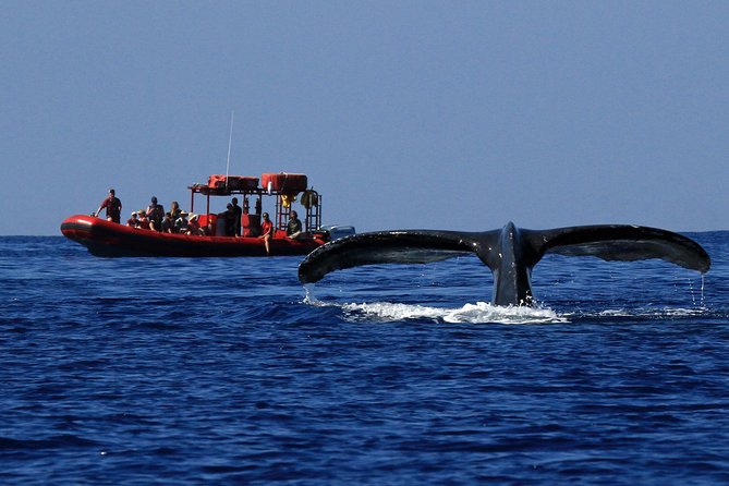 Maui Whale-Watching Tour by Raft from Kihei - Check-In at 2800 S Kihei Rd: What to Do Before You Board