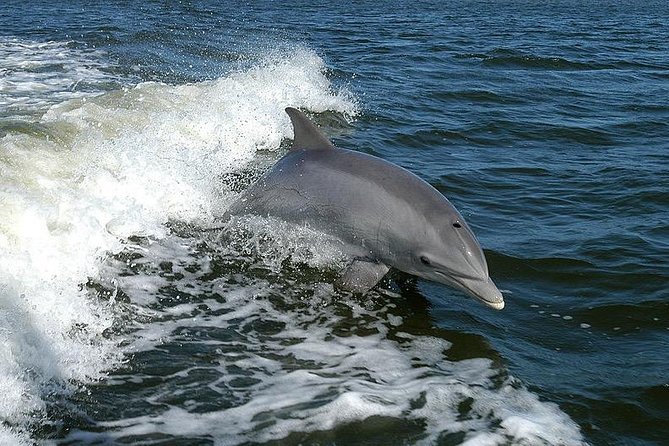 Mega Bite Dolphin Tour Boat in Clearwater Beach - Boarding at 25 Causeway Blvd and What the 1-Hour Timing Means