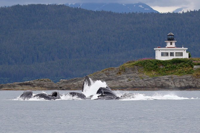 Mendenhall Glacier Visitor Center and Ultimate Whale Watch Combo - Key things to know before you go