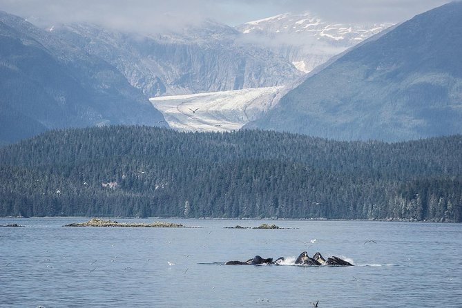 Mendenhall Glacier Visitor Center and Ultimate Whale Watch Combo - Inside Passage whale cruise: heated comfort, deck space, and real spotting help