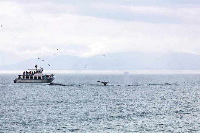 Mendenhall Glacier Visitor Center and Ultimate Whale Watch Combo - What the best-run days feel like