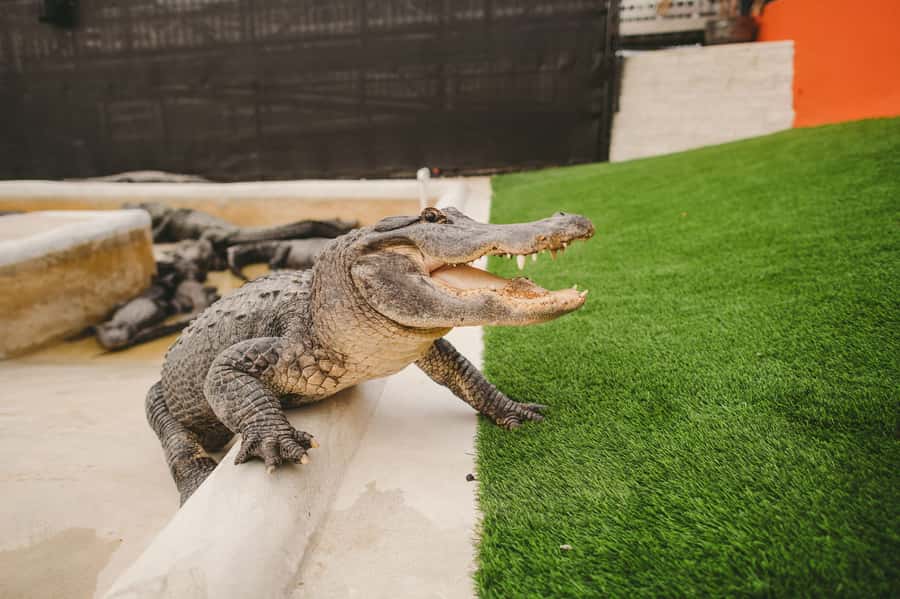 Miami: Everglades Experience, Bay Cruise & Open-Top Bus Tour - Key Points You Should Know Before You Go