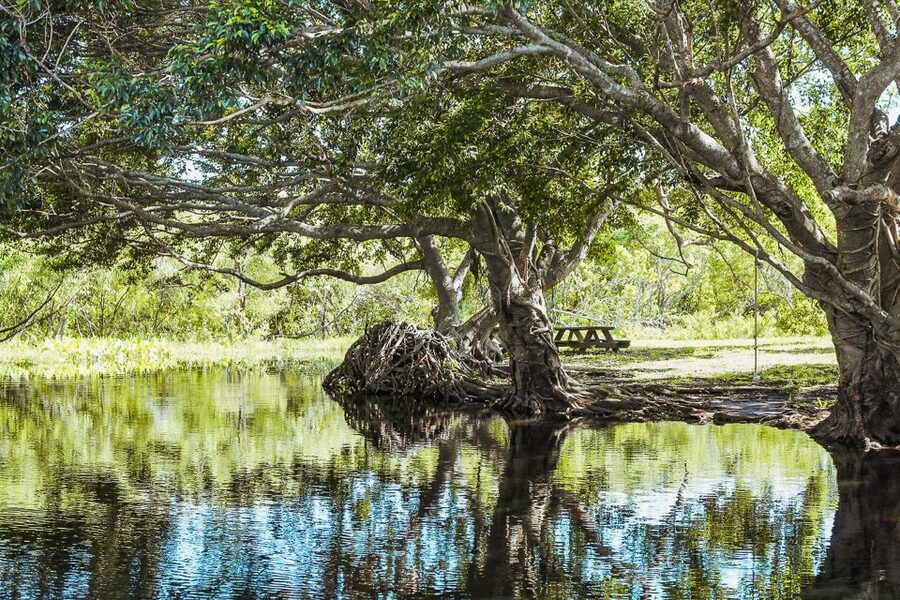 Miami: Everglades National Park Airboat Tour & Wildlife Show - Timing, Heat, and How to Choose the Best Slot