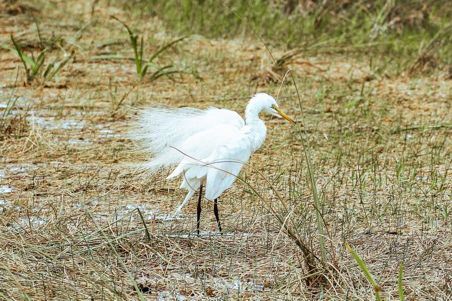Miami: Everglades National Park Airboat Tour & Wildlife Show - Jaws the Gator and Photo Moments: Fun, But Don’t Bet the Farm on One Stop