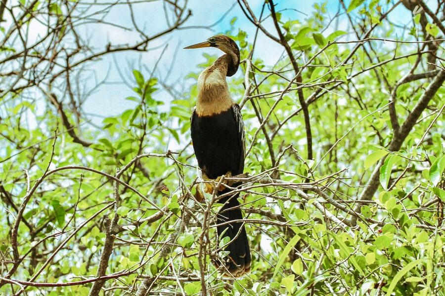 Miami: Everglades National Park Airboat Tour & Wildlife Show - Wildlife Viewing Segments: Short Stops That Actually Help You See More