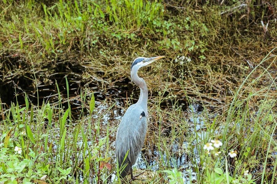 Miami: Everglades National Park Airboat Tour & Wildlife Show - The 30-Minute Wildlife and Alligator Show: Wrestling Skills, Real Animal Behavior, and Big Humor