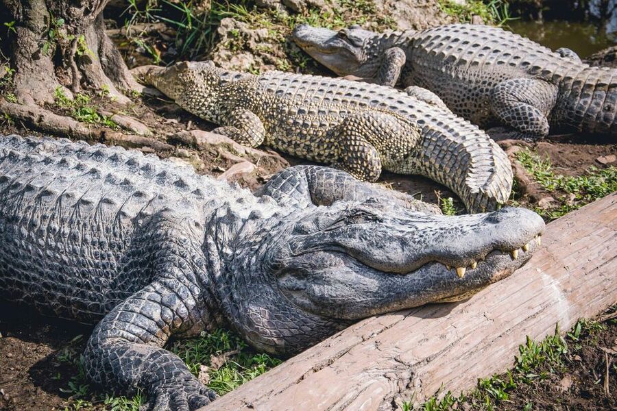 Miami: Everglades Safari Park Airboat Tour - Group size, sound levels, and how to make the ride feel personal
