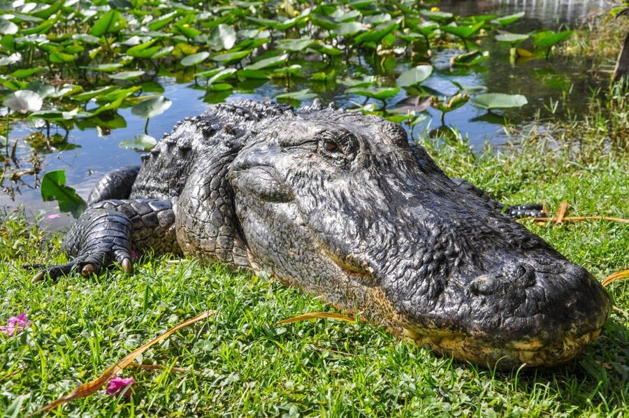 Miami: Everglades Safari Park Airboat Tour - Check in at the front desk, what to do right when you arrive