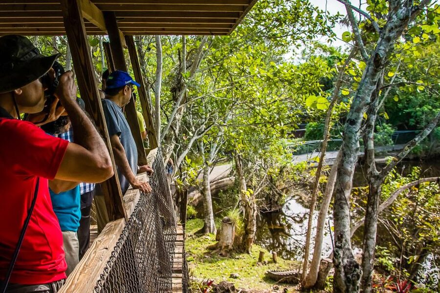 Miami: Everglades Safari Park Airboat Tour - The 40-minute airboat ride, your chance to spot gators and turtles
