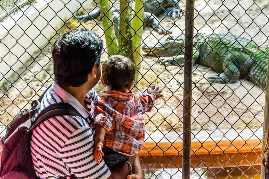Miami: Everglades Safari Park Airboat Tour - Jungle Trail boardwalk and observation platform, your slower pace moment
