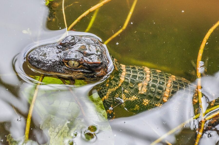 Miami: Everglades Safari Park Airboat Tour - Best time to go from Miami, avoid midday crowds and harsh heat