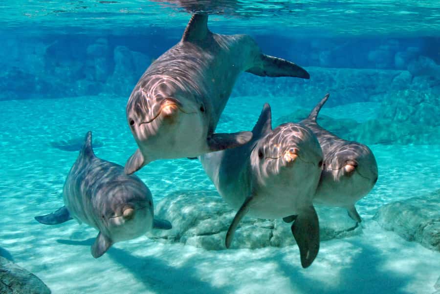 Miami: Key West Dolphin Watch or Snorkel Boat with pickup - Smooth-Day Tips: AC, Timing, and Staying With the Group