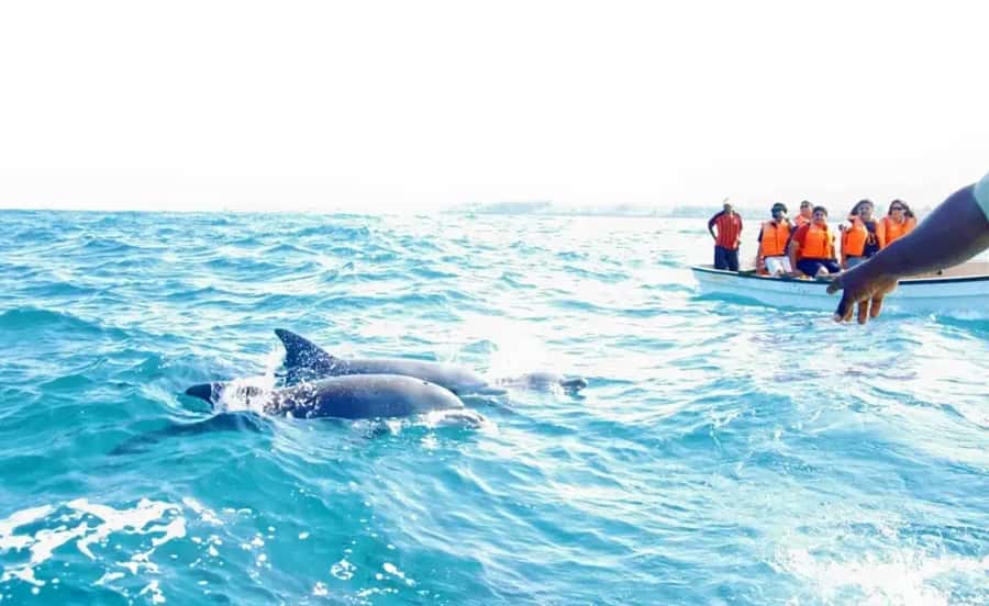 Miami: Key West Dolphin Watch or Snorkel Boat with pickup - 90 Minutes on the Glass-Bottom Reef Ride: Great If You Prefer to Stay Dry