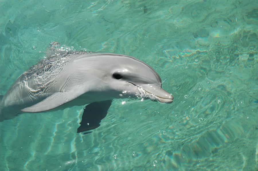 Miami: Key West Dolphin Watch or Snorkel Boat with pickup - Free Time in Key West: Beaches, Shops, and Walking Without Pressure