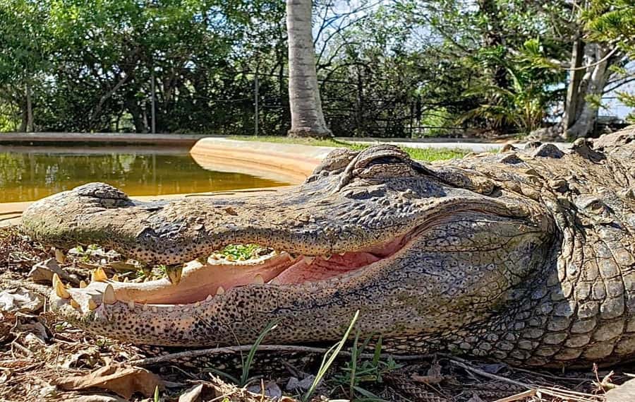 Miami: Original Everglades Airboat Tour & Interpretive area - Key points to know before you go