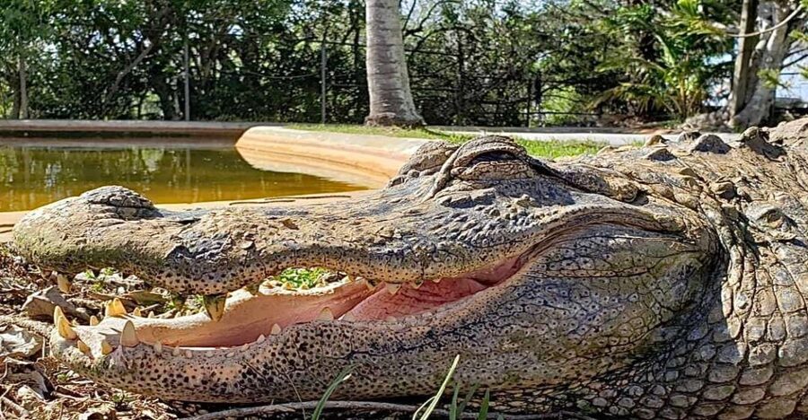 Miami: Original Everglades Airboat Tour & Interpretive area - Price and value: what $39 really buys you