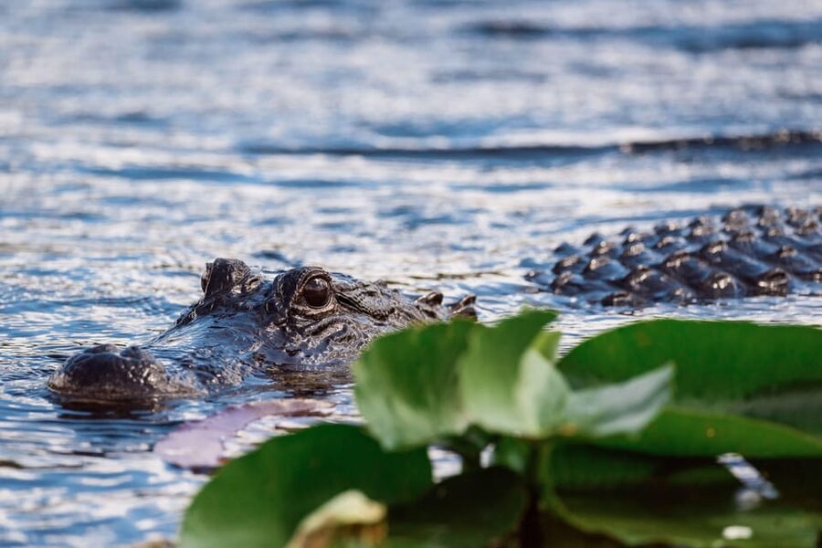 Miami: Wild Everglades Airboat Ride and Gator Encounters - Price and value for a Miami half-day: what $50 really buys