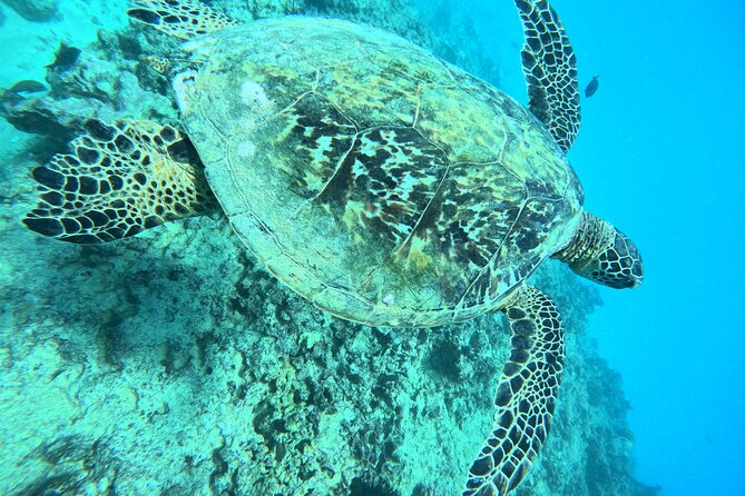Moana’s Waikīkī Grand Guided Turtle Snorkel & Sailing Adventure - Wildlife at Turtle Canyon: sea turtles, fish, and the fun surprises