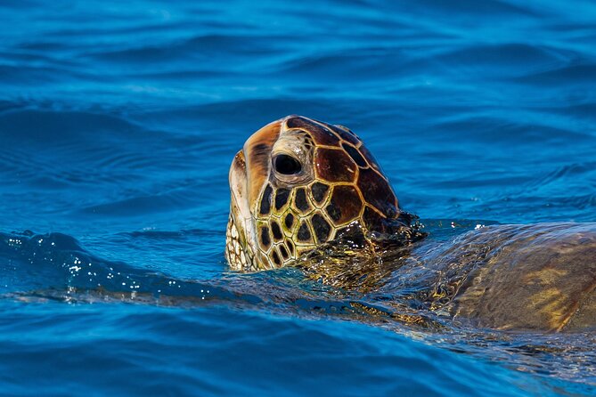 Moana’s Waikīkī Grand Guided Turtle Snorkel & Sailing Adventure - Boat comfort and what a full bar does for your mood