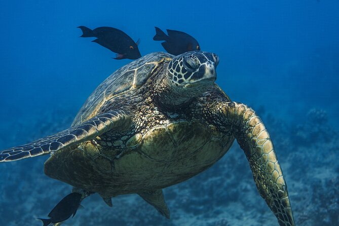 Moana’s Waikīkī Grand Guided Turtle Snorkel & Sailing Adventure - The 2.5 hour flow: cruise out, snorkel at Turtle Canyon, sail back
