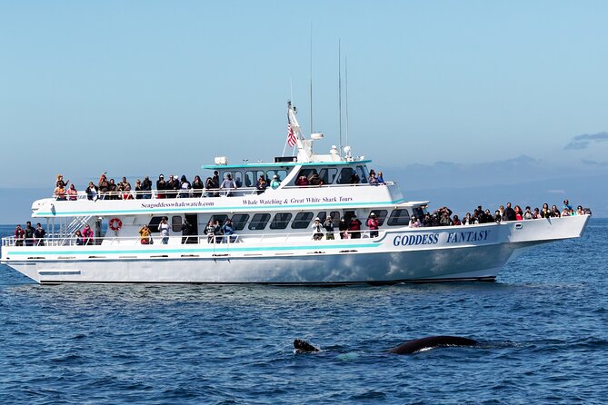 Monterey Bay Whale Watching - Key things to know before you book