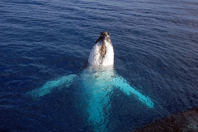 Monterey Bay Whale Watching - Moss Landing vs Monterey, and why your boat actually matters