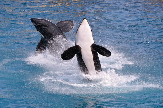 Monterey Bay Whale Watching - VIP upper deck: better views, better comfort, not magic