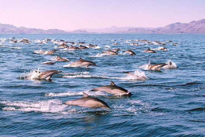 Monterey Bay Whale Watching - Onboard staff and narration: what makes the spotting work